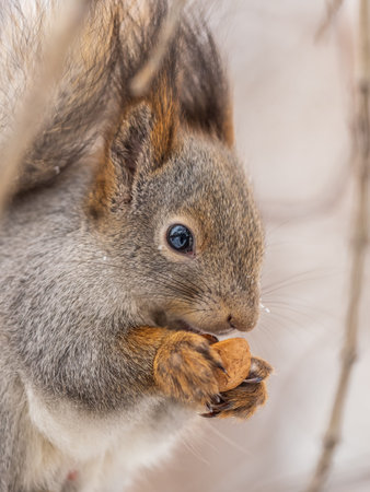 The squirrel with nut sits on tree in the winter or late autumn. Eurasian red squirrel, Sciurus...