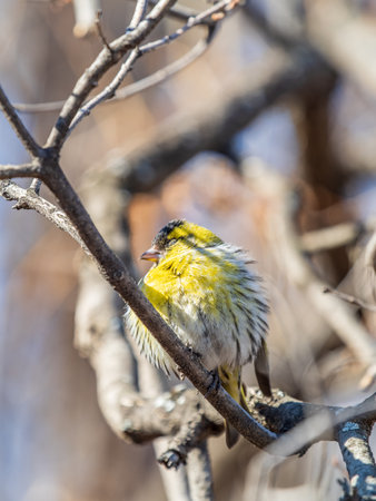 Eurasian siskin male, latin name spinus spinus, sitting on branch of tree. Cute little yellow songbird. Bird in wildlife.の写真素材