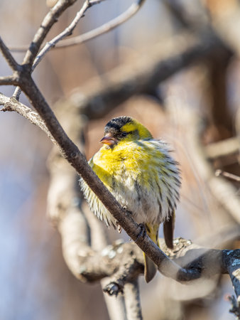 Eurasian siskin male, latin name spinus spinus, sitting on branch of tree. Cute little yellow songbird. Bird in wildlife.の写真素材