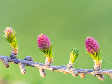 Larch tree fresh pink cones blossom at spring on nature background. Branches with young needles European larch Larix decidua with pink flowers.の写真素材