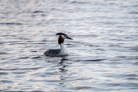 The waterfowl bird Great Crested Grebe swimming in the calm lake. The great crested grebe, Podiceps cristatus, is a member of the grebe family of water birds.の写真素材