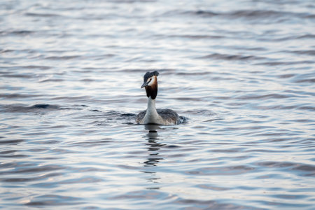 The waterfowl bird Great Crested Grebe swimming in the calm lake. The great crested grebe, Podiceps cristatus, is a member of the grebe family of water birds.の写真素材