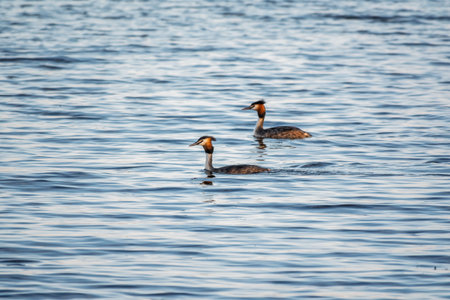 Two Great Crested Grebes swim in the lake. The great crested grebe, Podiceps cristatus, is a member of the grebe family of water birds.の写真素材