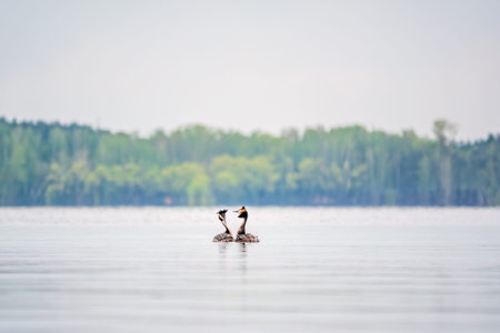 Mating games of two water birds Great Crested Grebes. Two waterfowl birds Great Crested Grebes swim in the lake with heart shaped silhouette.の写真素材