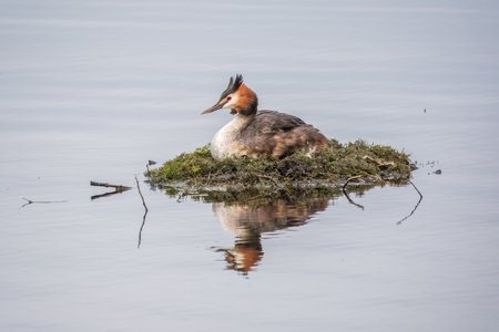 Great Crested Grebe, Podiceps cristatus, water bird sitting on the nest, nesting time on the green lake, bird in the nature habitat. Elegant waterbird in the family Podicipedidae nesting on lake.の写真素材