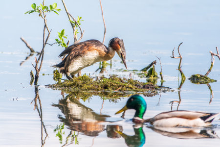 Great Crested Grebe, Podiceps cristatus, water bird sitting on the nest, nesting time on the green lake, bird in the nature habitat. Elegant waterbird in the family Podicipedidae nesting on lake.の写真素材