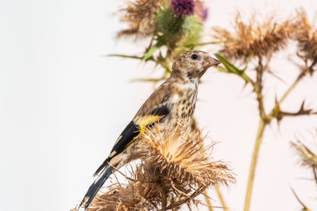 European goldfinch with juvenile plumage, feeding on the seeds of thistles. Juvenile European goldfinch or simply goldfinch, latin name Carduelis carduelis, Perched on a Branch of thistleの写真素材