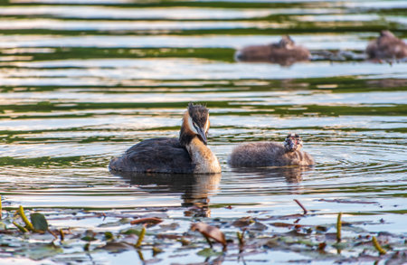 The waterfowl bird, great crested grebe with chick, swimming in the lake. The great crested grebe, Podiceps cristatus, is a member of the grebe family of water birds.の写真素材