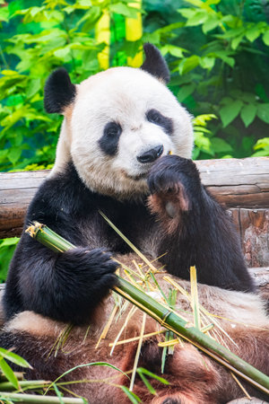 The Giant Panda Bear sits while eating a bamboo stalk. The giant panda, Ailuropoda melanoleucaの写真素材