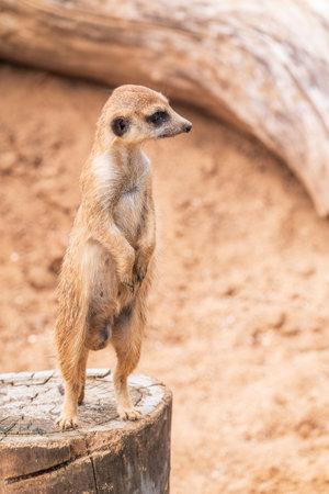 Meerkat, Suricata suricatta, on hind legs. Portrait of meerkat standing on hind legs with alert expression. Portrait of a funny meerkat sitting on its hind legs and watching out for enemiesの写真素材