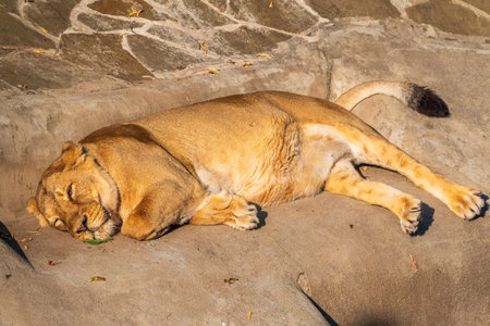 An Asian female lion laying on the ground. Asian lion, lat. Pantera leo persica. Wild beauty of the biggest catの写真素材