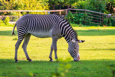 Grevy's zebra, lat Equus grevyi, also known as the imperial zebra eats green grass. Zebra portrait, Detail of head. Wild life animal.の写真素材