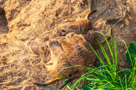 A group of cute meerkats. Meerkat Family are sunbathing. Meerkat, Suricata suricatta,の写真素材