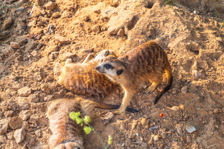 A group of cute meerkats. Meerkat Family are sunbathing. Meerkat, Suricata suricatta,の写真素材
