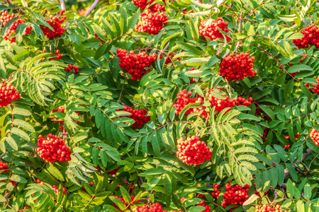 A bunch of red rowan in autumn leaves. Autumn bright red rowan berries with leavesの写真素材