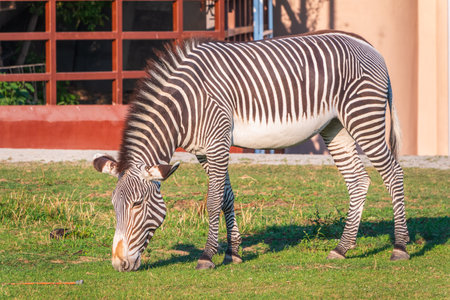 Grevy's zebra, lat Equus grevyi, also known as the imperial zebra eats green grass. Zebra portrait, Detail of head. Wild life animal.の写真素材