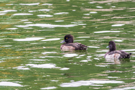 Male tufted duck, Aythya fuligula, swim in the pond. The tufted duck is a small diving duck of the Anatidae family.の写真素材