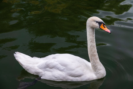 A graceful white swan swimming on a lake with dark water. The white swan is reflected in the water. The mute swan, Cygnus olorの写真素材