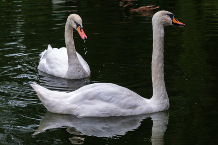 Two Graceful white Swans swimming in the lake, swans in the wild. The mute swan, latin name Cygnus olor.の写真素材