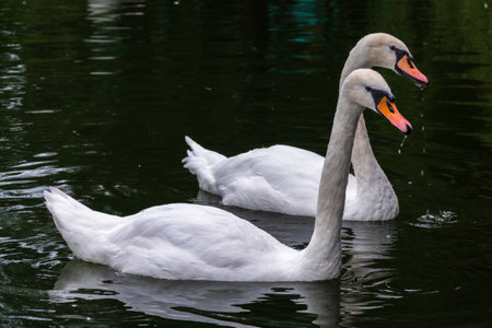 Two Graceful white Swans swimming in the lake, swans in the wild. The mute swan, latin name Cygnus olor.の写真素材