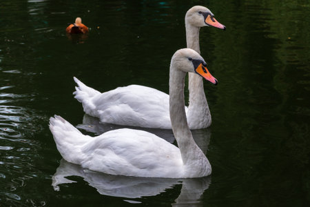 Two Graceful white Swans swimming in the lake, swans in the wild. The mute swan, latin name Cygnus olor.の写真素材