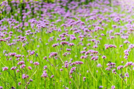 Verbena bonariensis flowers, Argentinian Vervain or Purpletop Vervain, Clustertop Vervain, Tall Verbena, Pretty Verbena, in garden on green blured backgroundの写真素材