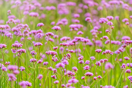 Verbena bonariensis flowers, Argentinian Vervain or Purpletop Vervain, Clustertop Vervain, Tall Verbena, Pretty Verbena, in garden on green blured backgroundの写真素材