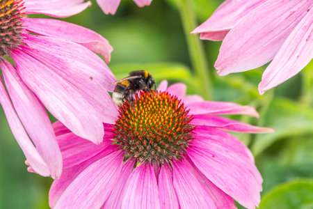 A closeup shot of a bee collecting pollen on a pink echinacea flower. A Bumblebee on a pink Echinacea flower in a garden setting, with a natural green background.の写真素材
