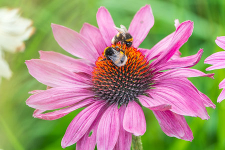 A closeup shot of a bee collecting pollen on a purple echinacea flower. A Bumblebee on a pink purple Echinacea flower in a garden setting, with a natural green background.の写真素材