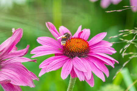 A closeup shot of a bee collecting pollen on a purple echinacea flower. A Bumblebee on a pink echinacea flower in a garden setting, with a natural green background.の写真素材