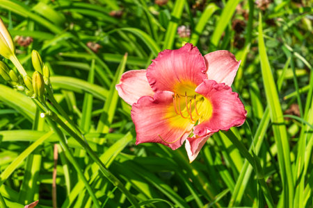 Close up of a pink daylily flower in bloom. A daylily is a flowering plant in the genus Hemerocallis.の写真素材