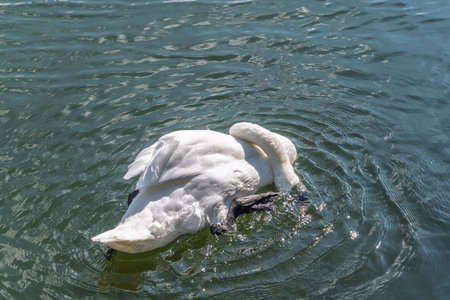 A graceful white swan swimming on a lake with dark water. The white swan is reflected in the water. The mute swan, Cygnus olorの写真素材