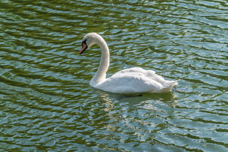 A graceful white swan swimming on a lake with dark water. The white swan is reflected in the water. The mute swan, Cygnus olorの写真素材