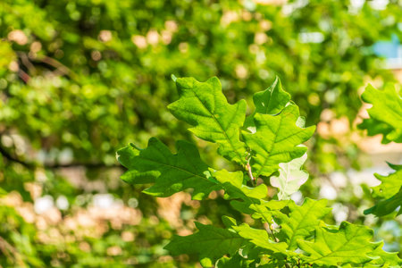 Green oak leaves background. Plant and botanical nature texture. green oak leaves in woods. Green...