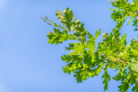 Green oak leaves background. Plant and botanical nature texture. green oak leaves in woods. Green oak leaves on a branch in sunlightの写真素材
