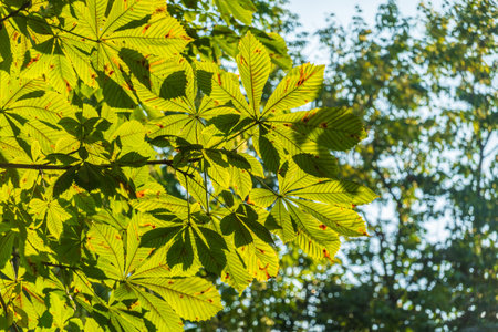 Close-up of beautiful young green chestnut leaves that have opened like a fan against a blurred green background of tree foliage with a swirling bokeh effect. Natural surroundings, environment.の写真素材