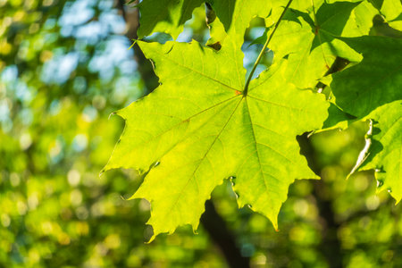 Fresh green of maple leaf. Green leaves in sunlight against a blue sky.の写真素材