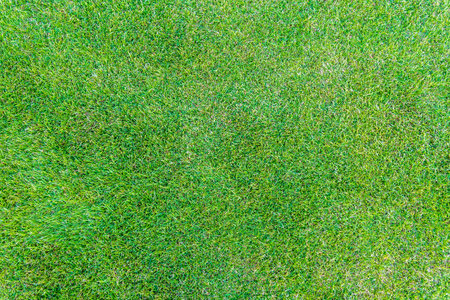 Green grass texture. Field of green grass, a lawn in spring. Background of color grass. Closeup of a freshly mowed lawn, park. Sports turf surface. Backdrop of pasture close up. Nature Wallpaper.の写真素材