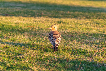 Eurasian hoopoe or Common hoopoe (Upupa epops) bird close-up on natural green grass background. Early morning light on a Eurasian Hoopoe searching for food on a green grass lawnの写真素材