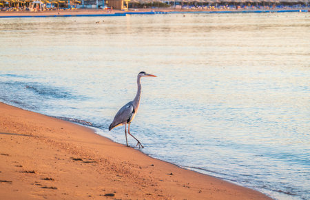 Gray heron fishing on the beach of the Red Sea. Naama Bay beach, Sharm El Sheikh, Egypt. Gray heron, Ardea cinereaの写真素材