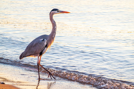 A heron hunting in the sea. Gray heron on the hunt. Gray heron, Ardea cinereaの写真素材