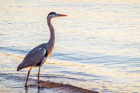 A heron hunting in the sea. Gray heron on the hunt. Gray heron, Ardea cinereaの写真素材