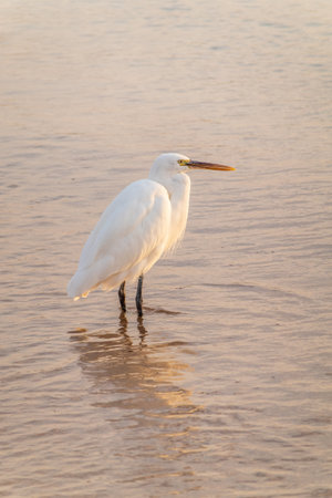 Great egret (Ardea alba), a medium-sized white heron fishing on the sea beach. White heron on the huntの写真素材