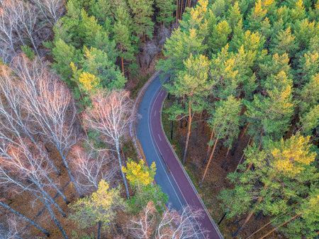 Aerial view of road in beautiful autumn forest at sunset. Beautiful landscape with empty rural road, trees with red and orange leaves. Highway through the park. Top view from flying drone. Natureの写真素材