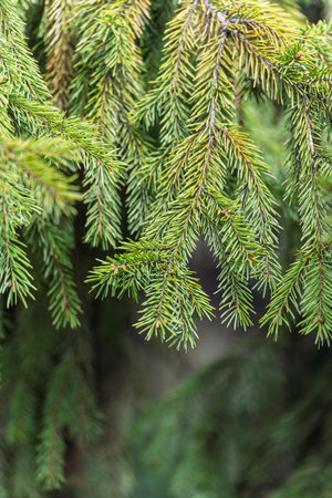 Closeup of fir branches with young buds. Spring nature concept. Fresh spruce branch in spring...