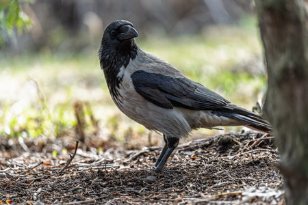 Hooded crow, corvus cornix, also called the hoodie, standing on the lawn in the autumn or spring...