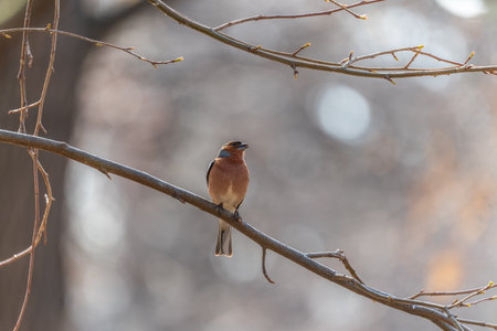 Common chaffinch sits on a tree. Beautiful songbird Common chaffinch in wildlife. The common chaffinch or simply the chaffinch, latin name Fringilla coelebs.の写真素材