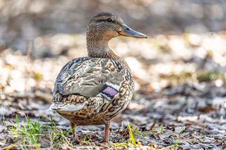 A female duck stands on its paws on the green shore of a pond. Mallard, lat. Anas platyrhynchos, femaleの写真素材