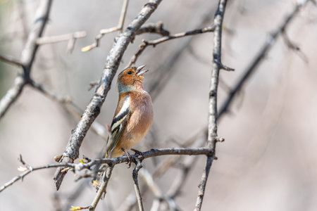 Common chaffinch sits on a tree. Beautiful songbird Common chaffinch in wildlife. The common chaffinch or simply the chaffinch, latin name Fringilla coelebs.の写真素材