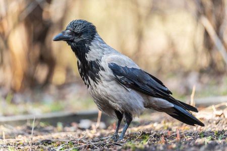 Hooded crow, corvus cornix, also called the hoodie, standing on the lawn in the autumn or spring...